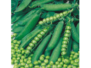 Onward Maincrop Peas (1/2 pint)